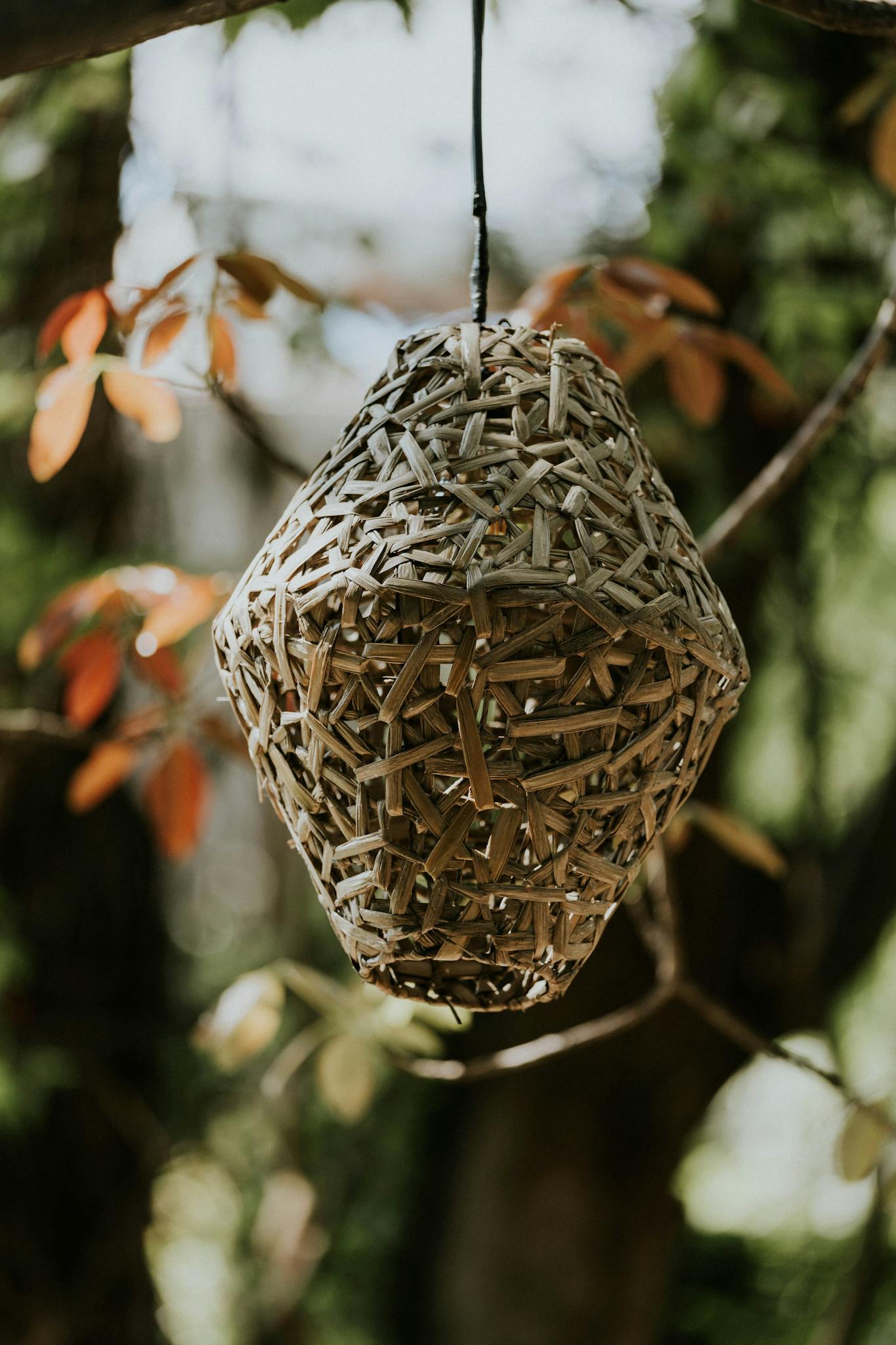 A rustic woven lantern hanging from a tree branch in a natural outdoor setting.